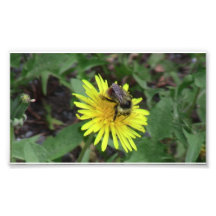 Hells Canyon Idaho Fauna Insects / Arachnids Photo