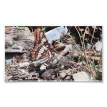Hells Canyon Idaho Fauna Insects / Arachnids Photo