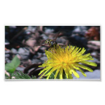 Hells Canyon Idaho Fauna Insects / Arachnids Photo