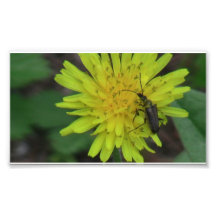 Hells Canyon Idaho Fauna Insects / Arachnids Art Photo