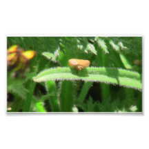 Hells Canyon Idaho Fauna Insects / Arachnids Photo Art