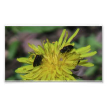 Hells Canyon Idaho Fauna Insects / Arachnids Photo Art