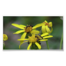 Hells Canyon Idaho Fauna Insects / Arachnids Photo Print