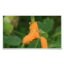 Hells Canyon Idaho Fauna Insects / Arachnids Photo Art