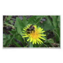 Hells Canyon Idaho Fauna Insects / Arachnids Photo Art