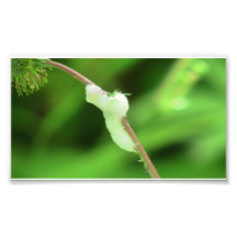 Hells Canyon Idaho Fauna Insects / Arachnids Photographic Print