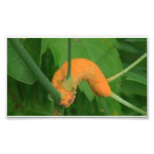 Hells Canyon Idaho Fauna Insects / Arachnids Photo Print