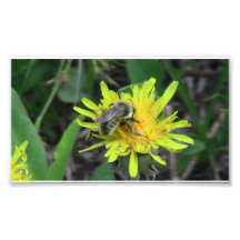 Hells Canyon Idaho Fauna Insects / Arachnids Photo Art