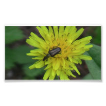Hells Canyon Idaho Fauna Insects / Arachnids Photograph