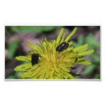 Hells Canyon Idaho Fauna Insects / Arachnids Photograph