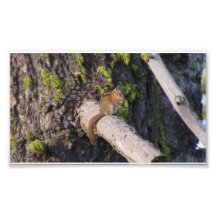Hells Canyon Idaho Fauna Mammals Photo