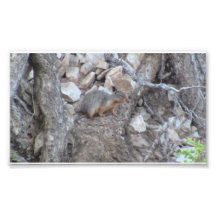 Hells Canyon Idaho Fauna Mammals Photo Art