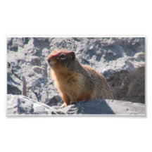 Hells Canyon Idaho Fauna Mammals Photo Art