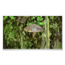 Hells Canyon Idaho Flora Fungi Lichen Mosses Photo