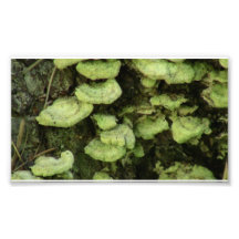Hells Canyon Idaho Flora Fungi Lichen Mosses Photo Print