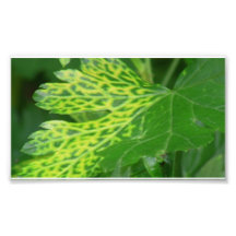 Hells Canyon Idaho Flora Plants Botany Photo Print