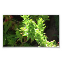 Hells Canyon Idaho Flora Plants Botany Photographic Print