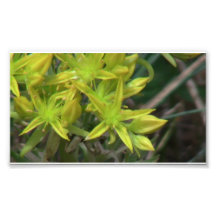 Hells Canyon Idaho Flora Wildflowers Flowers Photo Art