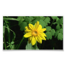 Hells Canyon Idaho Flora Wildflowers Flowers Photographic Print