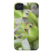 Hens And Chicks - Sempervivum iPhone 4 Cover