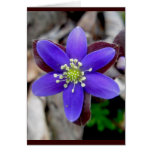 Hepatica Blossom Note Card