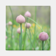 Herb Garden - Chive Buds Fridge Magnets