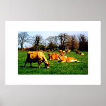 HERD OF JERSEY COWS POSTER