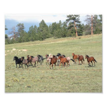 Herd on the Run Art Photo