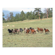 Herd on the Run Art Photo