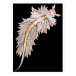Hermaea Post Card