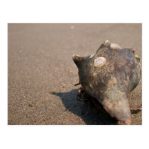 Hermit crab on a walk post cards