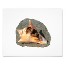 Hermit Crab on Sand Coming out of shell Photograph