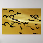 Herons and Egrets Poster
