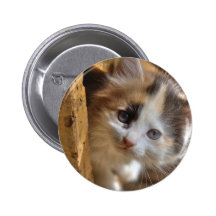 Heterochromia Calico Kitten Pin