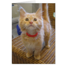 Hi Greeting Cards