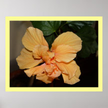 HIbiscus Bloom Posters