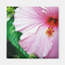 hibiscus in pink fridge magnet