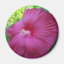 Hibiscus Magnet