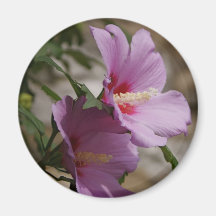 Hibiscus Magnet