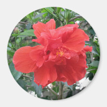 Hibiscus Magnet