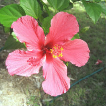 hibiscus photo cutout