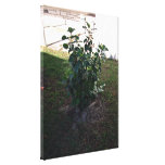 Hibiscus plant on a lawn under the shadow stretched canvas prints