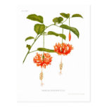 Hibiscus schizopetalus postcard