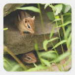 Hide & Seek Baby Chipmunk Siblings Square Stickers