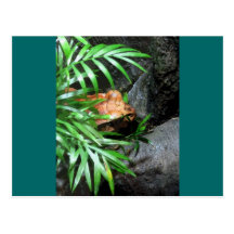 Hiding Frog CB Post Cards