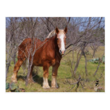 Hiding Horse Post Cards