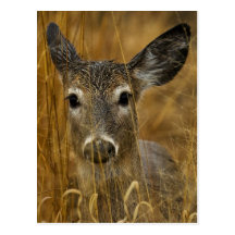 Hiding In The Golden Field Postcards