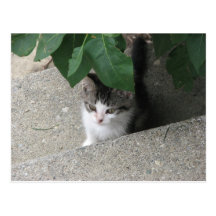 Hiding Kitten Post Card
