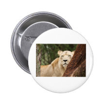 Hiding Lioness Pinback Buttons