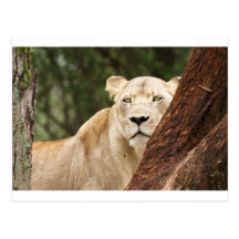 Hiding Lioness Postcards